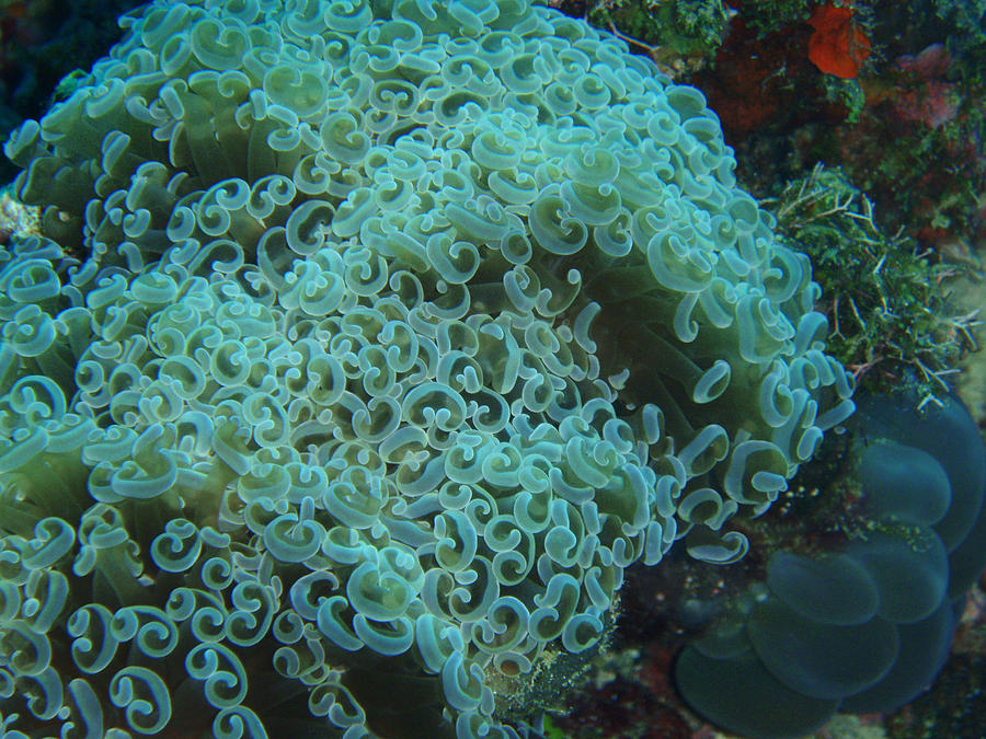 Hammer Coral Photograph by Carleton Ray