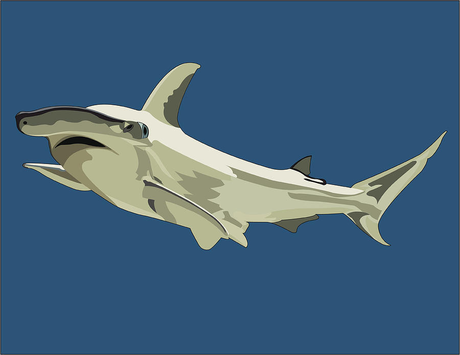 Hammerhead Shark Drawing by Pelicankate