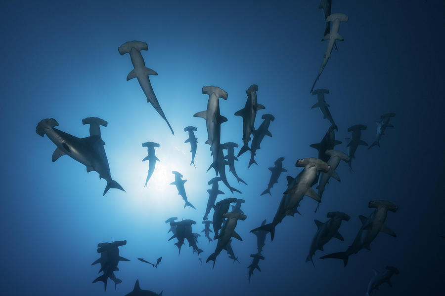 Hammerhead Shark - Underwater Photography Photograph by Barathieu Gabriel
