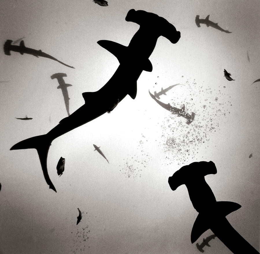 Hammerheads Photograph by Chris Ross Hammerheads Photograph by Chris Ross