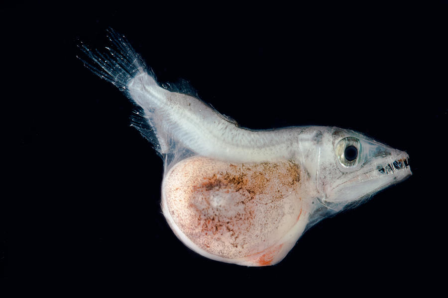 Hammerjaw Omosudis Lowii Photograph by Danté Fenolio - Pixels