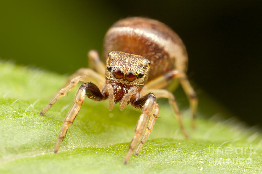 Animal Photograph - Hammerjawed Jumper I by Clarence Holmes