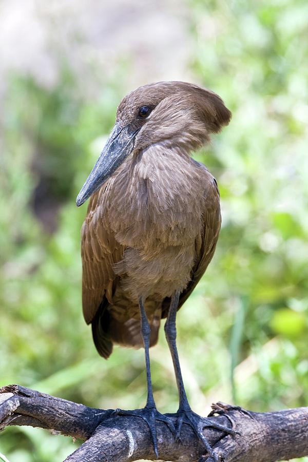 Nature Photograph - Hammerkop by John Devries/science Photo Library