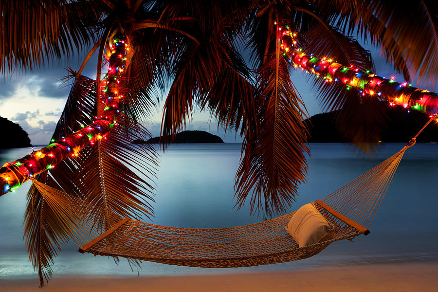 hammock between palm trees with Christmas lights at the beach Photograph by Cdwheatley