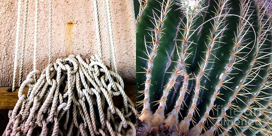 Hammock Cactus Photograph by Marlene Burns