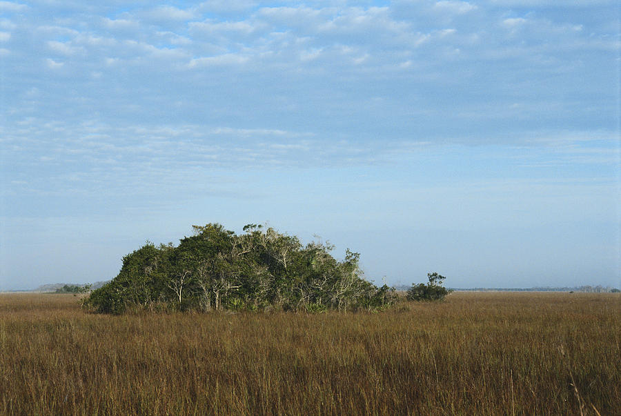Hammocks In Prairie, Everglades Photograph by C.r. Sharp