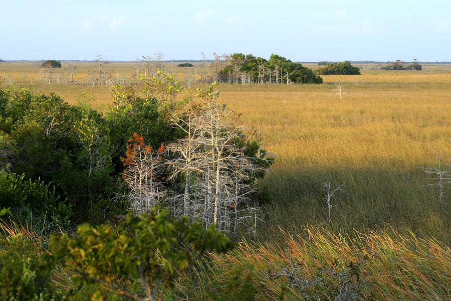 Hammocks in the Everglades Photograph by Garry McMichael Fine Art America