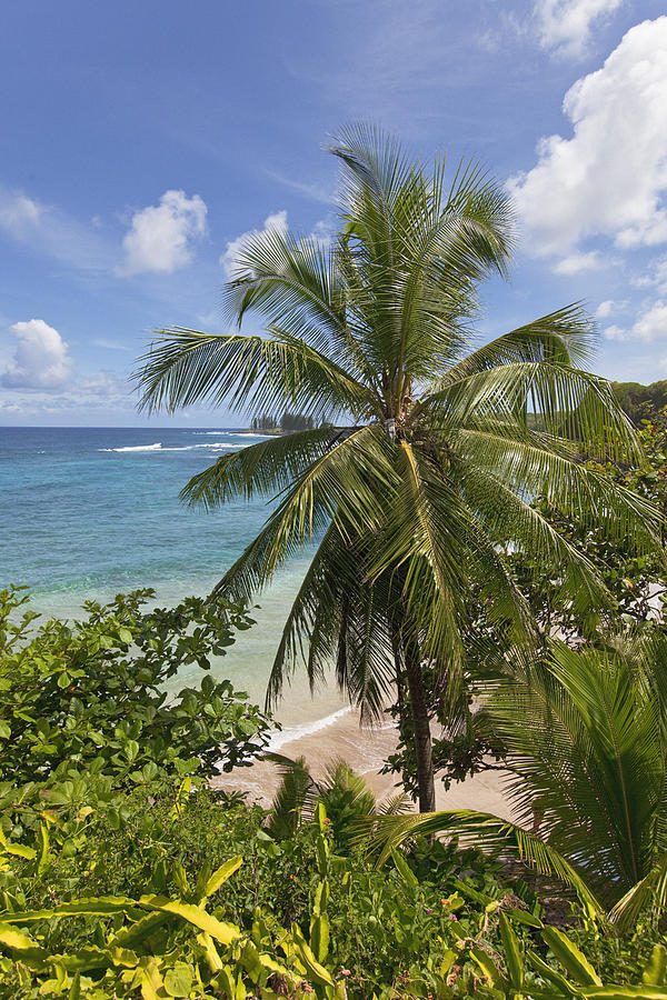 Hamoa Beach Palm Photograph by James Roemmling