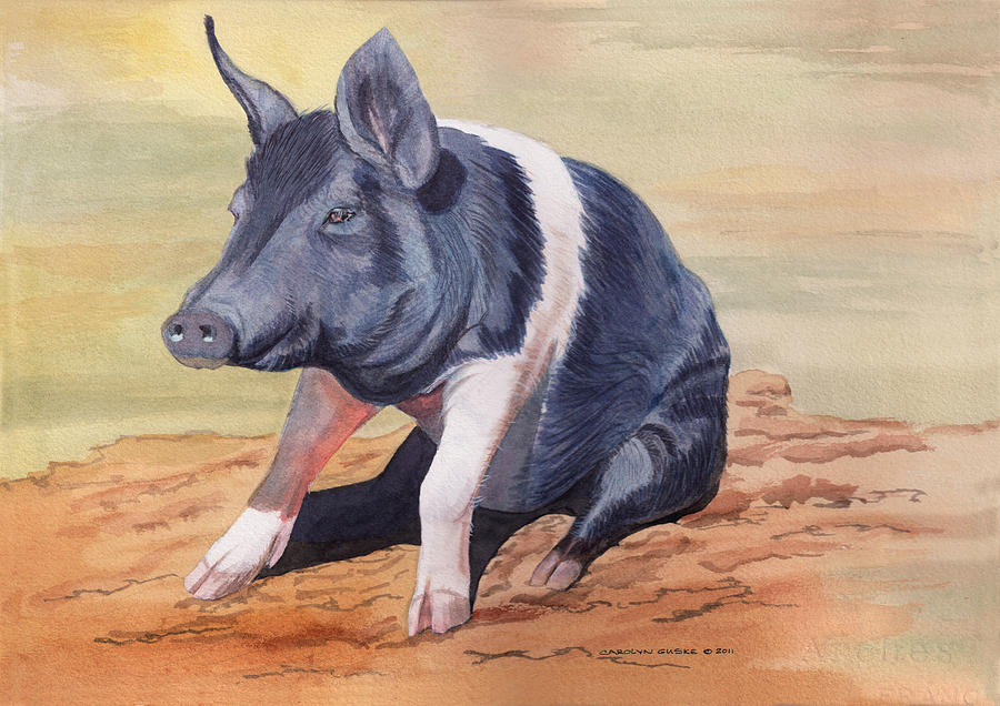 Hampshire Sitting Pig Painting by Carolyn Guske