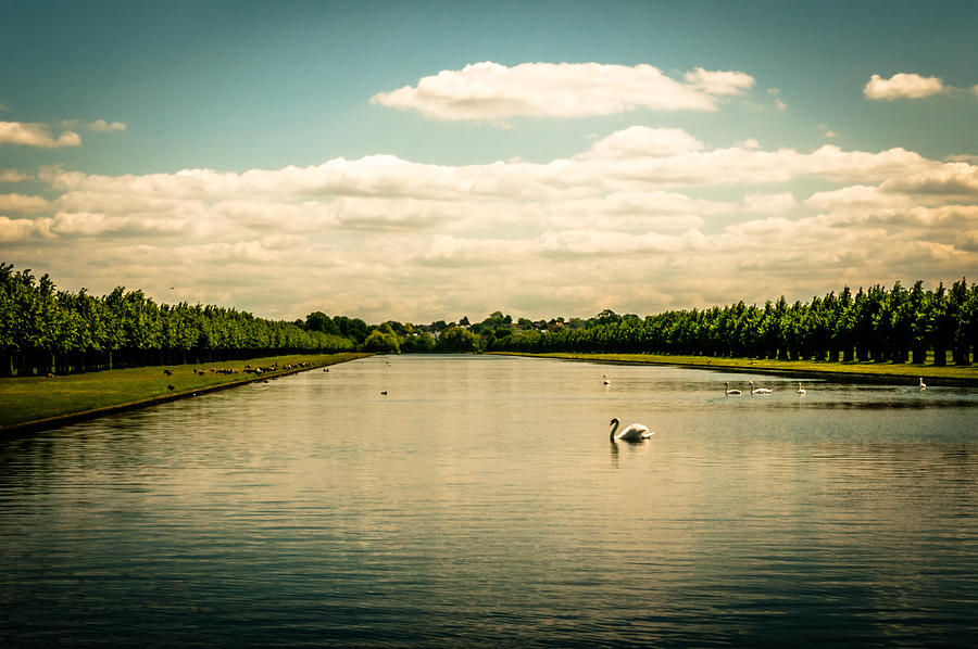 Hampton Court Long Lakes Swans Photograph by Lenny Carter