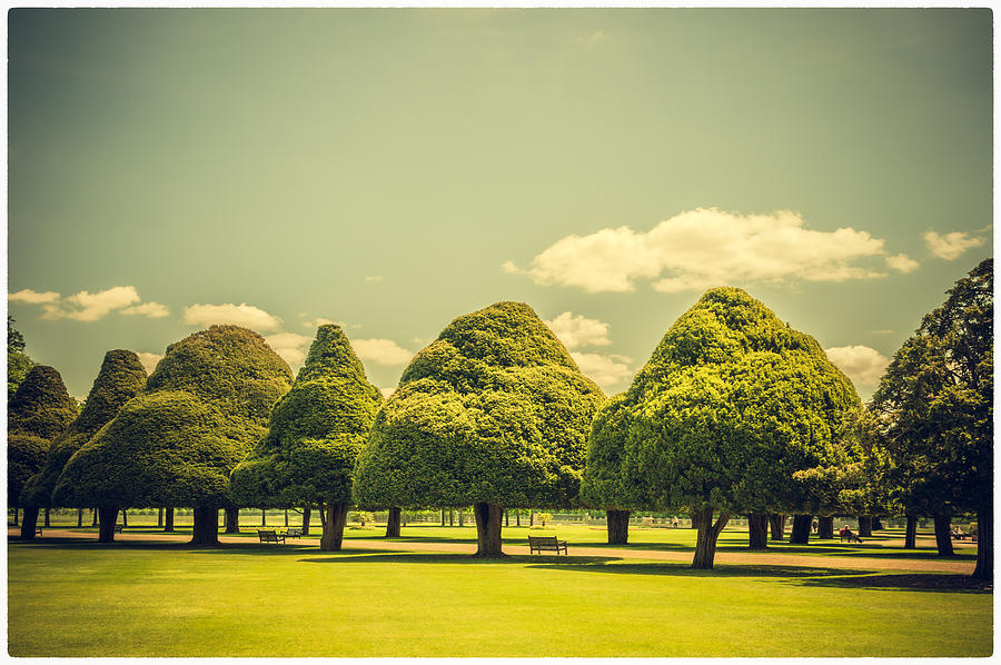 Hampton Court Palace Gardens Triangular Trees Photograph by Lenny Carter