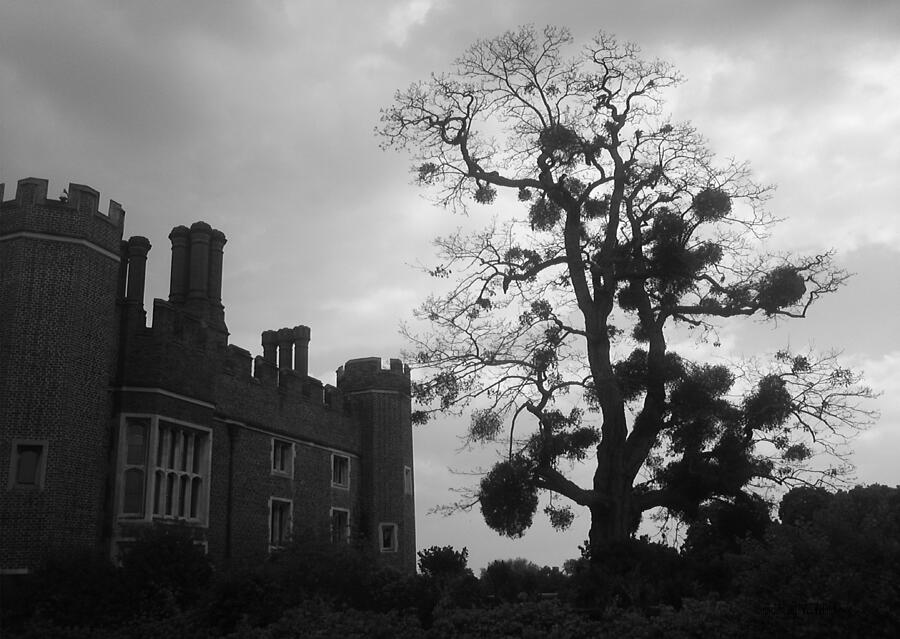 Hampton Court Tree by Peter Hutchinson Hampton Court Tree by Peter Hutchinson