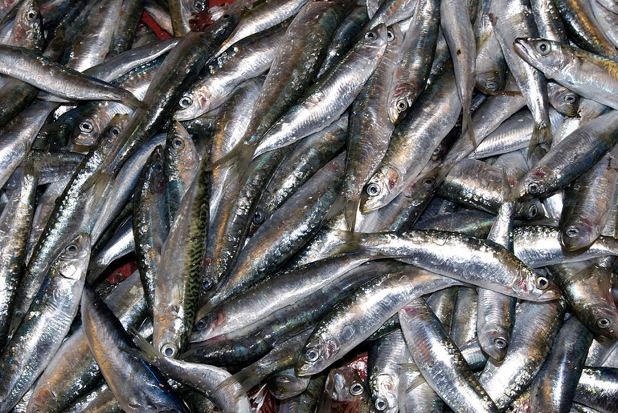 Hamsi, European Anchovy Photograph by Theodore Clutter
