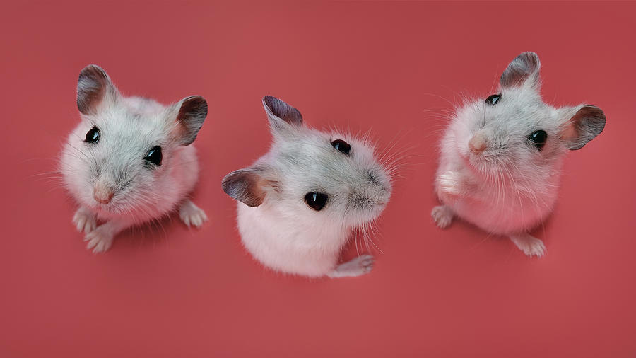 Hamster Photograph by Dragan Todorovic