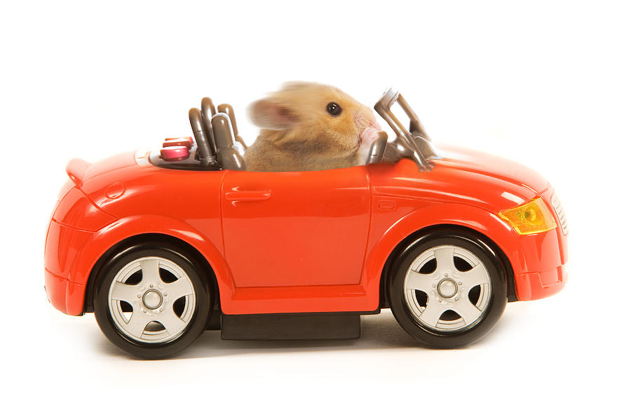 Hamster Driving Car Photograph by Jean-Michel Labat