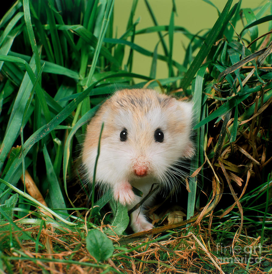 Hamster Photograph by Hans Reinhard