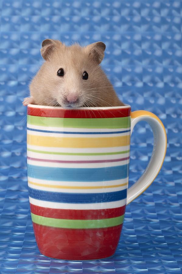 Hamsters in Cups — Comparison of Hamster-in-Cup Game Apps The 3 Apps