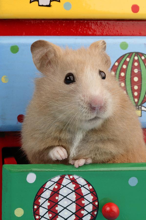 Animal Photograph - Hamster In Draw by MGL Meiklejohn Graphics Licensing