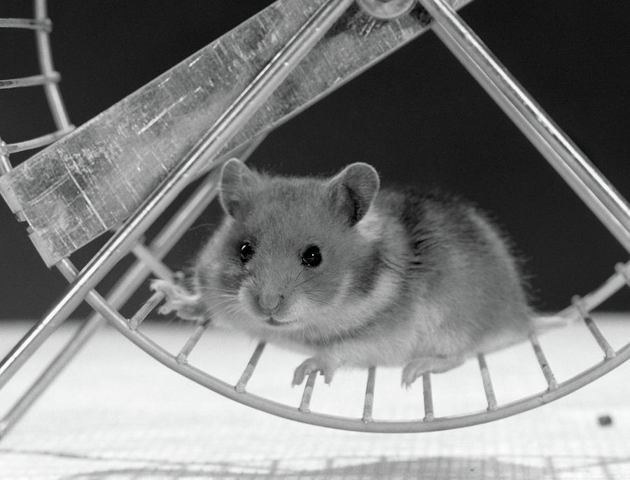 Rat Race Photograph - Hamster On Exercise Wheel Looking by Vintage Images