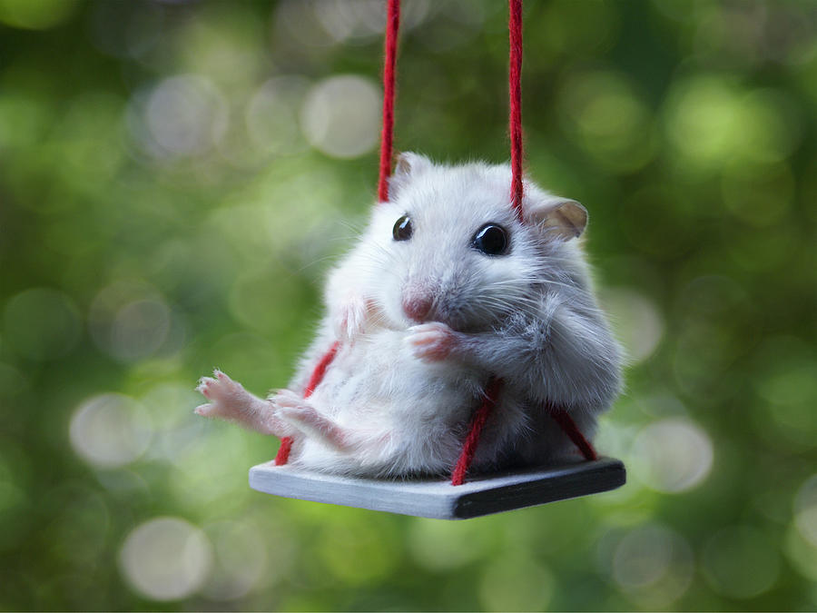 Hamster on swing, Augusta in Park Photograph by Dragan Todorovic