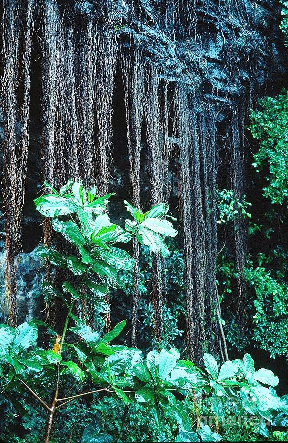 Hana Rain Forest Photograph by Phillip Allen
