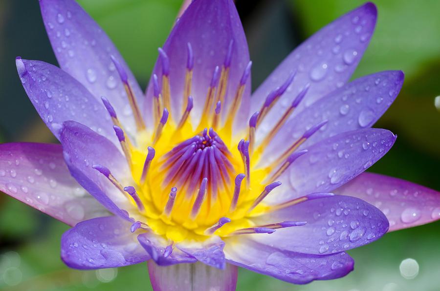 Hana Water Lily Photograph by Hawaii  Fine Art Photography