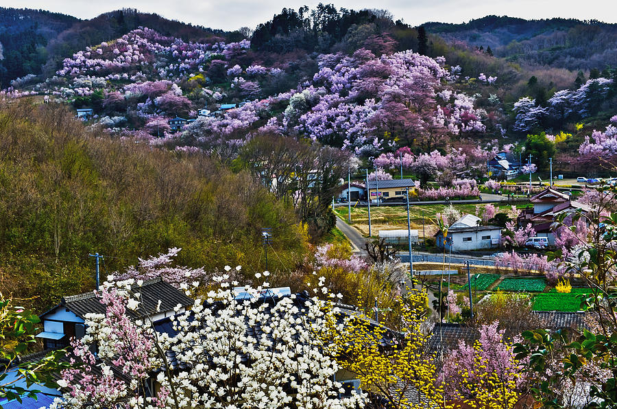 Hanamiyama park- Fukushima Photograph by Hisao Mogi