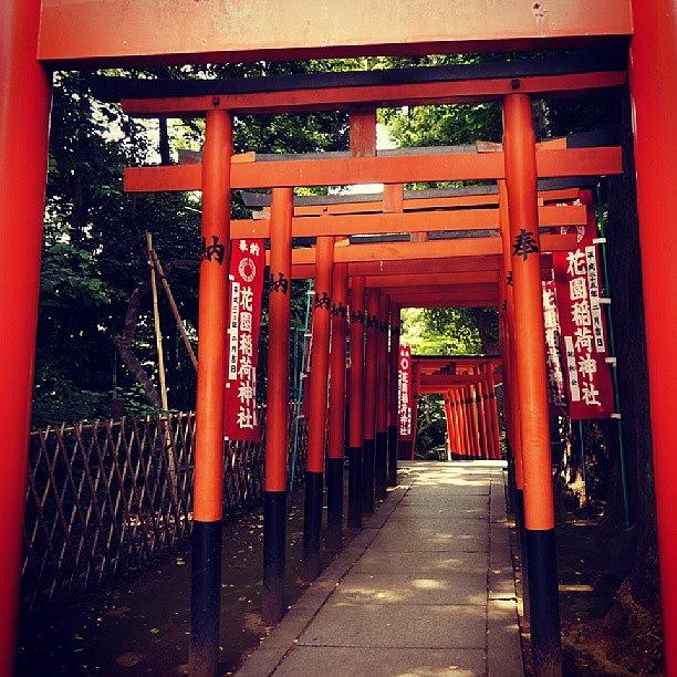 Jpn Photograph - Hanazono Inari Shrine by My Senx