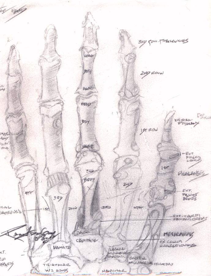 Hand Anatomy Sketchbook Drawing by Rebecca Tacosa Gray
