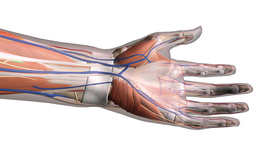 Hand Anatomy, Ventral View On White Photograph by Hank Grebe - Pixels