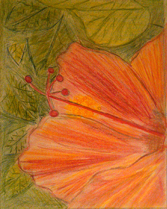 Hawaii Hibiscus Drawing - Hand drawn Hibiscus Color Pencil by William Braddock