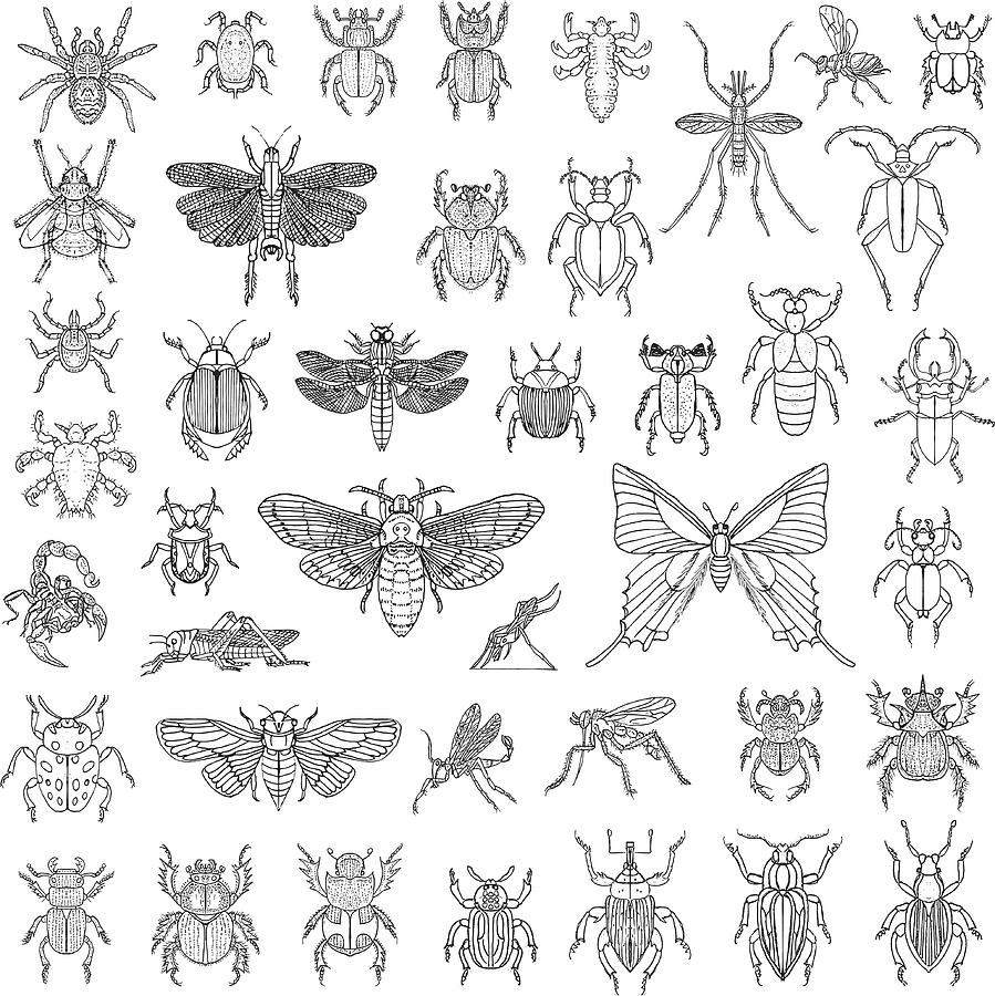 Hand Drawn Insects Vector Set Drawing by Magnilion