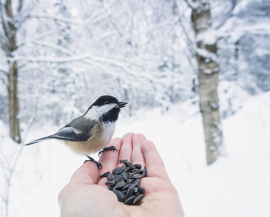 Hand Feeding A Black-capped Chickadee Photograph by Julie DeRoche ...