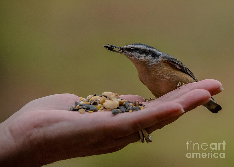 Hand Feeding a Nuthatch Photograph by Cheryl Baxter