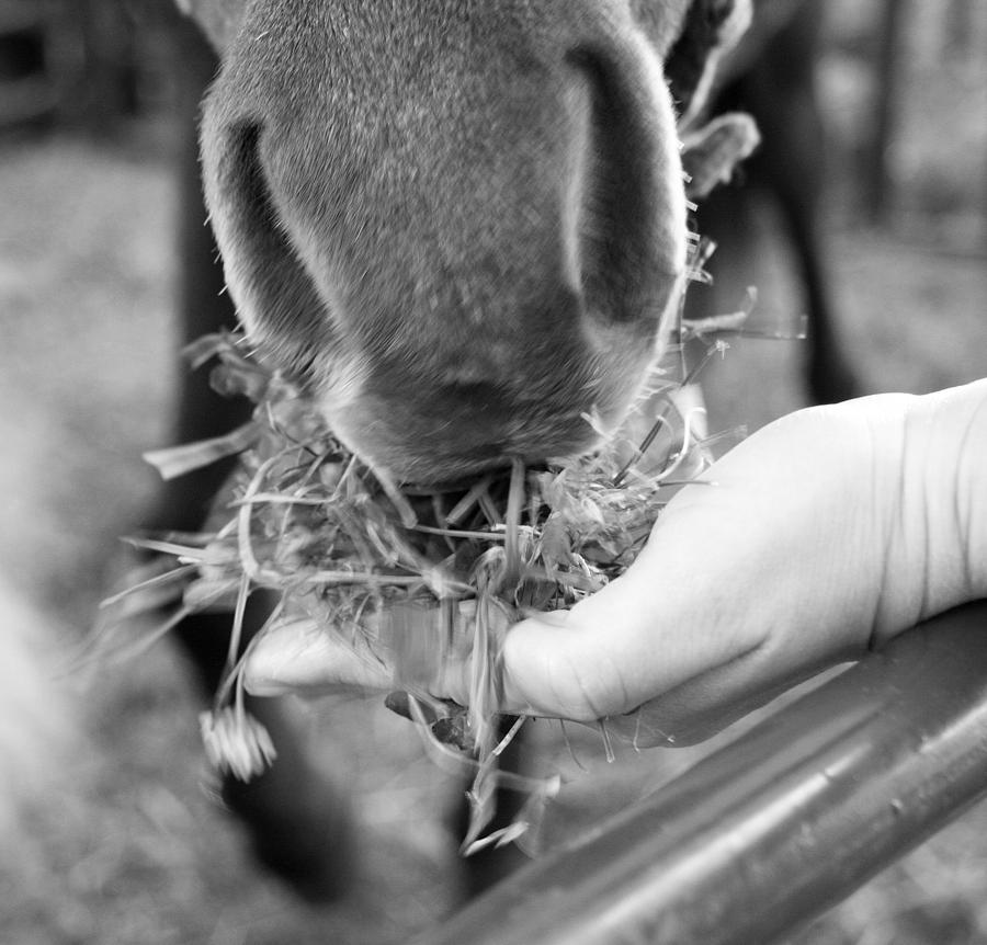 Hand Feeding the Horse Photograph by Brooke T Ryan