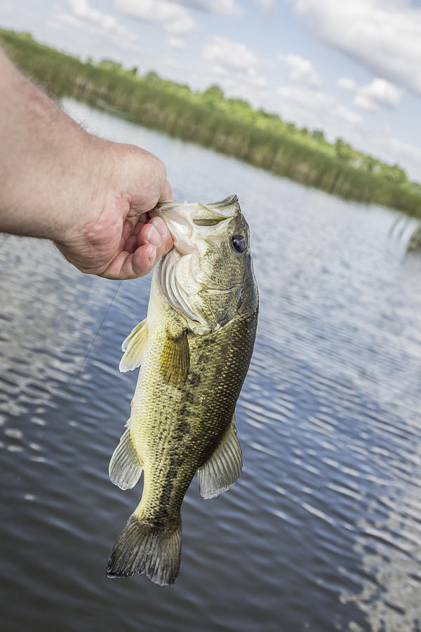 Hand Holding Largemouth Bass Photograph by Thomas Young