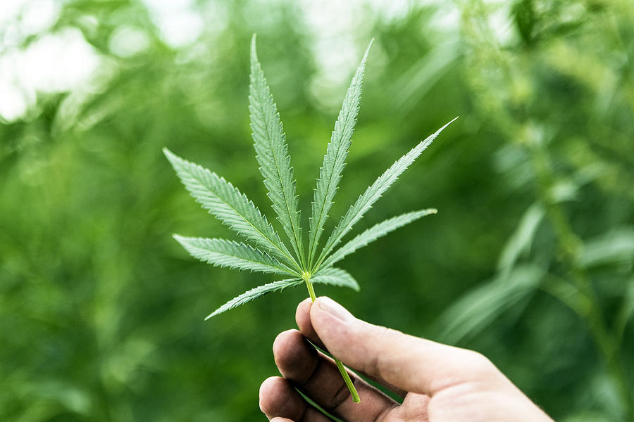 Hand Holding Marijuana Leaf with Cannabis Plants in Background Photograph by Nastasic