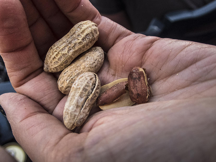 Hand holding peanuts Photograph by Steve Prezant