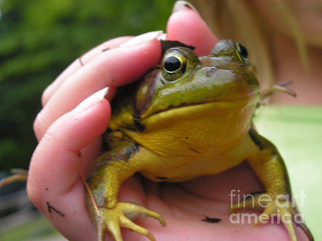 Frog Photograph - Hand In Hand by Joy Bradley