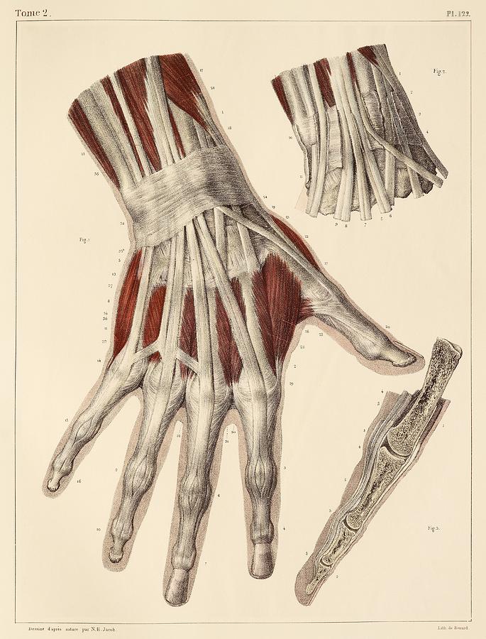 Picture Of Hand Anatomy