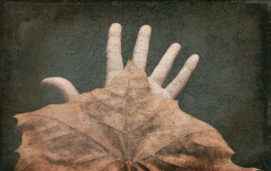 Hand Photograph - Hand of Nature by Michelle Ayn Potter