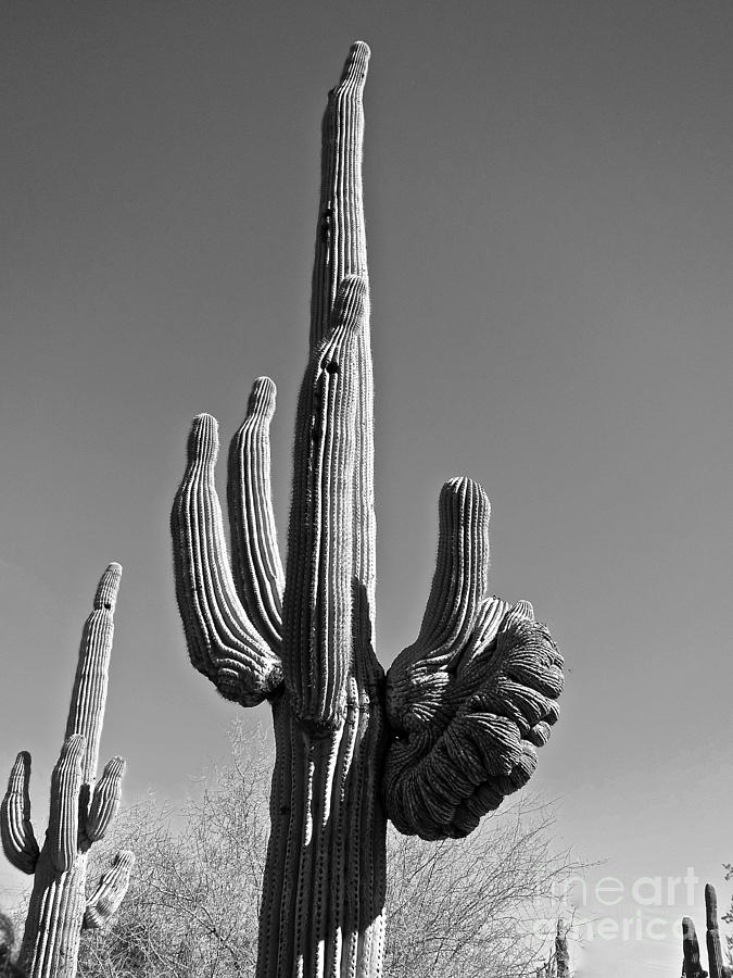 Hand of Vigor Photograph by Monico Art | Fine Art America