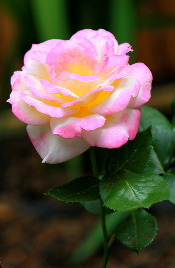 Rose Photograph - Hand Picked for You by Deborah  Crew-Johnson