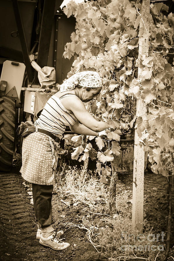 Hand Pickers Following The Mechanical Harvester Harvesting Wine  Photograph by Peter Noyce