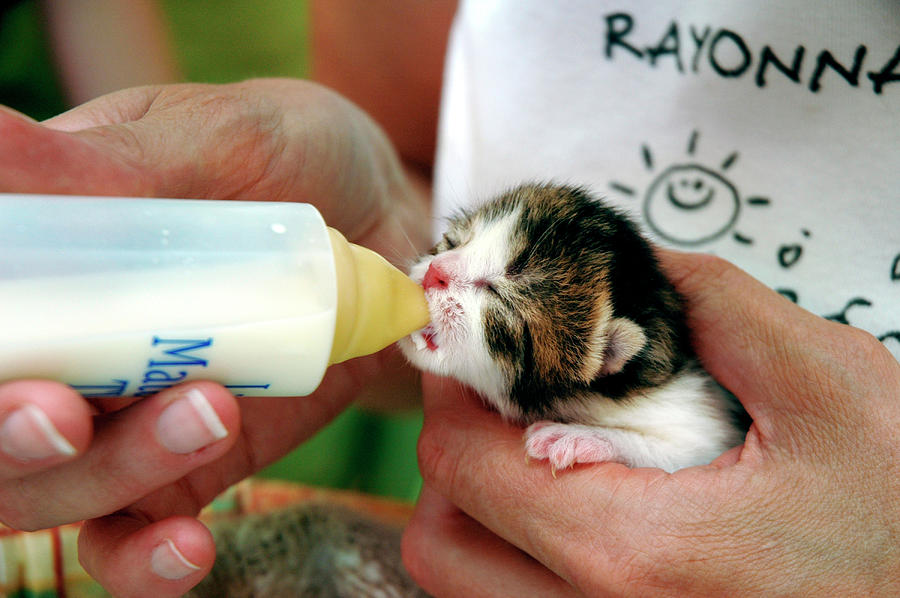 Hand-reared Kitten Photograph by Aj Photo/science Photo Library - Fine ...