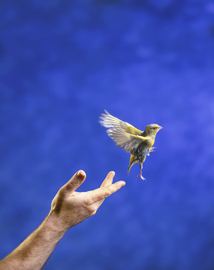 Hand releasing bird Photograph by Peter Dazeley