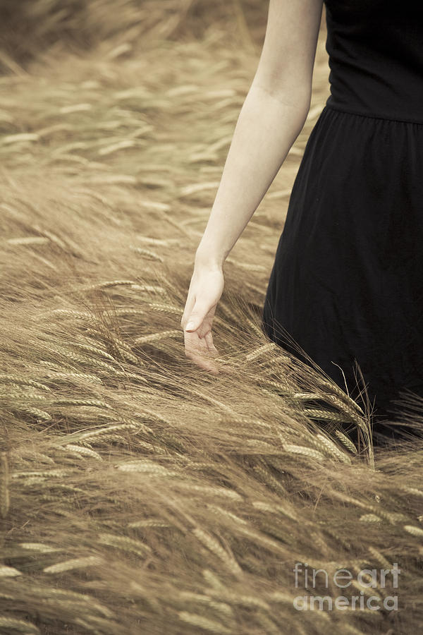 Hand touches barley Photograph by Maria Heyens