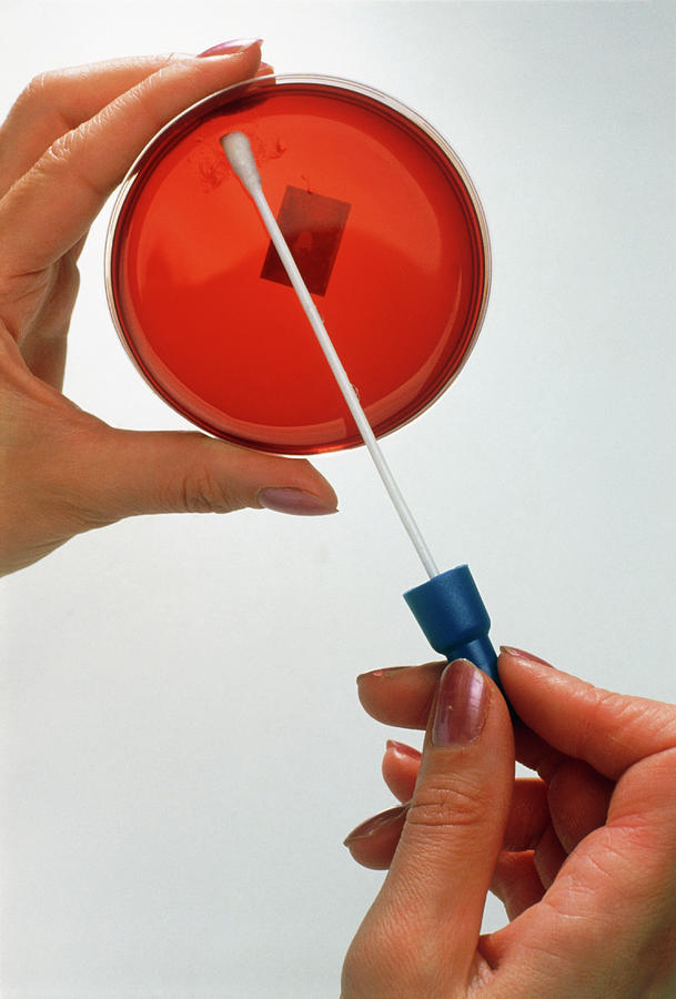 Hand Wipes A Vaginal Swab Onto Gel In A Petri Dish Photograph by Jim Varney/science Photo Library