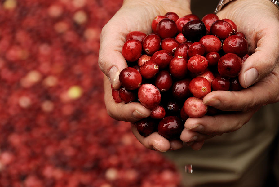 Handful of Fresh Cranberries Photograph by Phil Cardamone