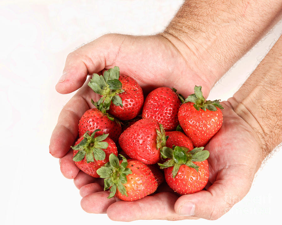 Handful of Strawberries 2 Photograph by James BO Insogna